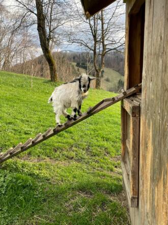 Ziege