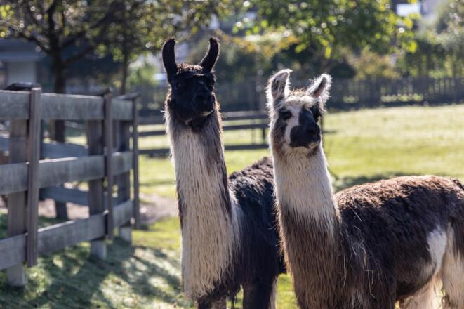 Lamas