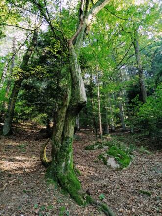 Verschlungener Baum Frauensteinweg