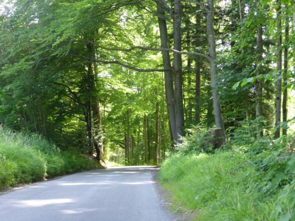 Straße steil runter nach Kaltenbrunn zur Hauptstraße