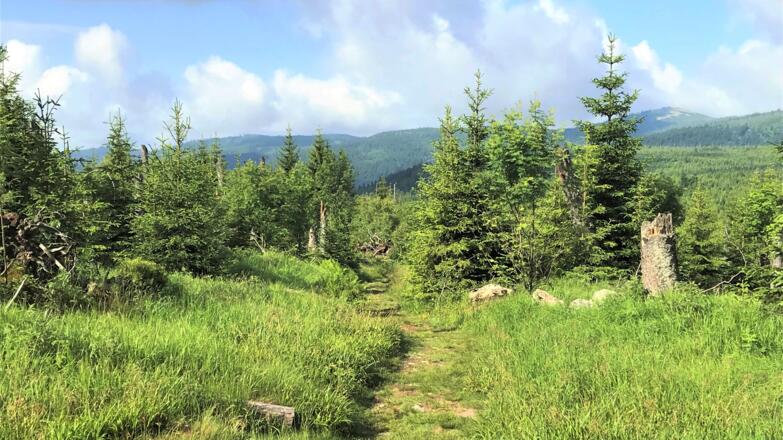 Wanderweg am Siebensteinkopf