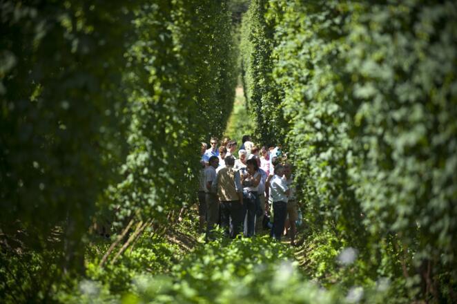 Erlebnisführungen im Hopfenfeld