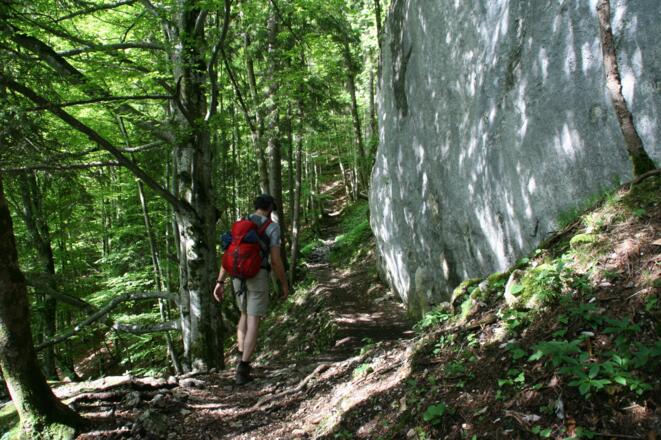 Der Steig führt in angenehmer Steilheit durch den Fichten-/Buchenwald zum Sattel des Kofels.