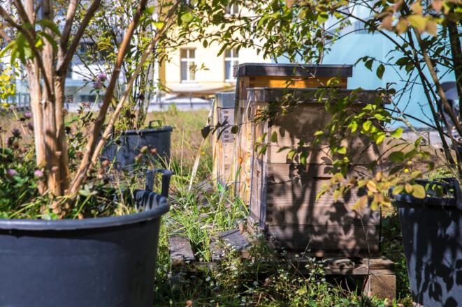Bienenstöcke auf unserer Terrasse