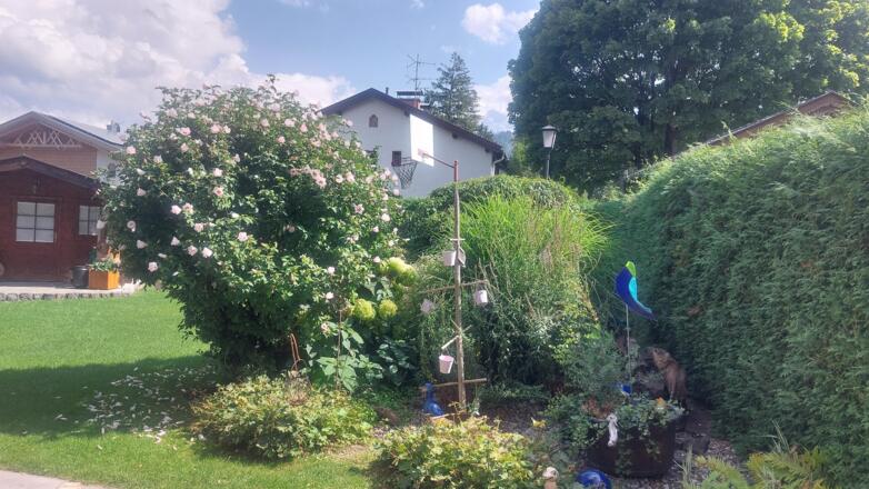 ehemaliger Teich, nun bepflanzt