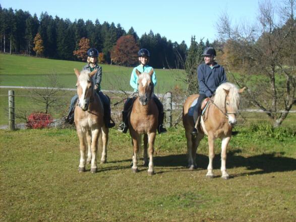Unsre Haflinger Nestor,Juta und Lara