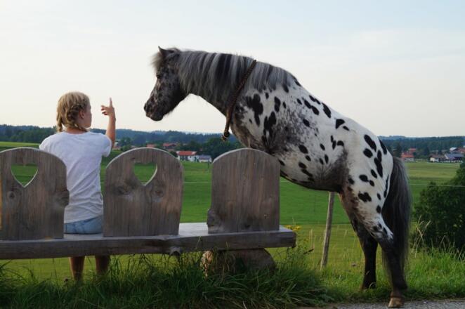 pony auf der Bank