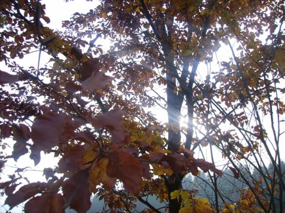 Herbstliches Licht und Schattenspiel