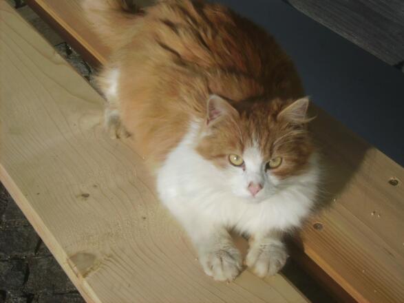 Unser Wuschel (Tigerlein)