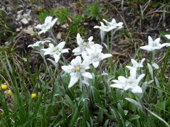 Welch eine Edelweißpracht kurz vor dem Portjoch.