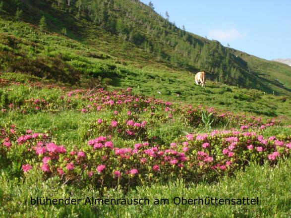 Almenrausch