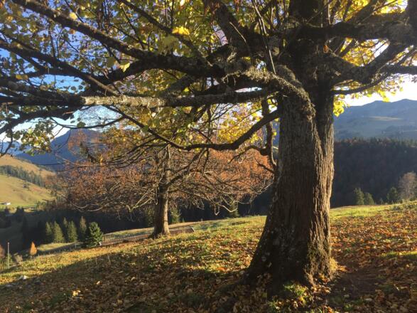 Herbststimmung oberhalb der Jackeralm