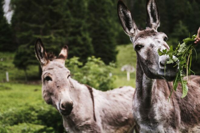 HS-371-Cnussbaumerphotography.com