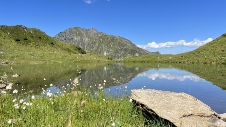 Wollgras am Hacklsee