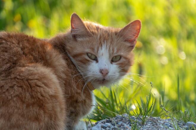 Tiere am Lammerauhof