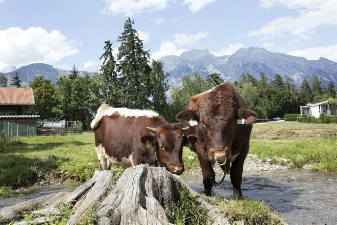 Kühe am Biohof Sturmhof