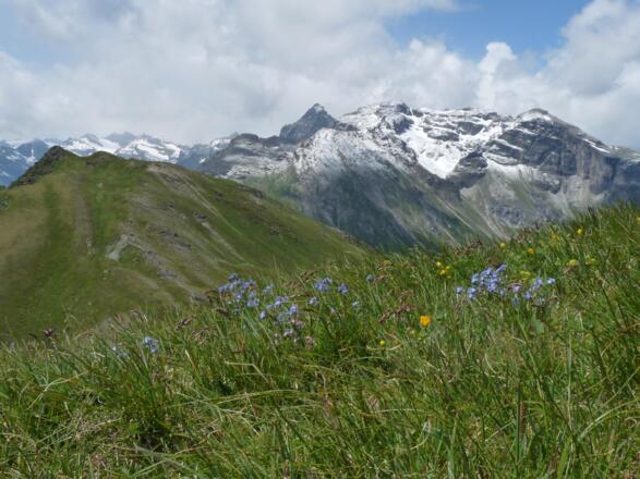 Welch ein Kontrast - bunte Farbtupfer an Bergblumen, dahinter der angezuckerte Hintere Roßlauf.
