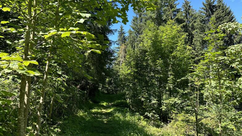 Herrlicher Wanderweg durch den schattigen Teil der Luziarunde