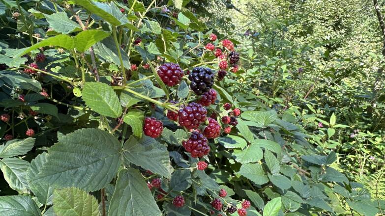 Brombeeren verzieren die Luziarunde