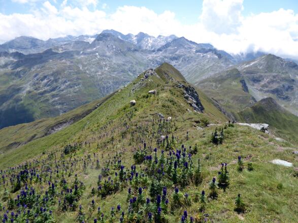 Vom Nebelkareck öffnet sich der Blick auf die Ankogel- und Hafnergruppe.
