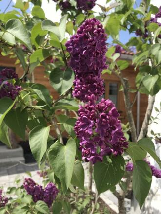 Impressionen aus dem Garten