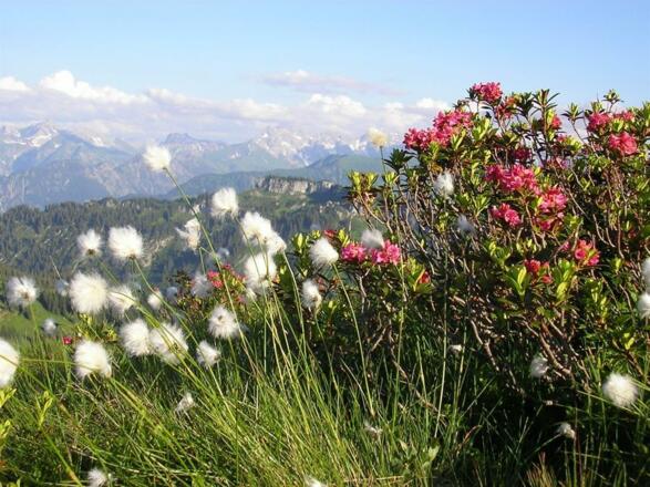Alpenrose und Wollgras
