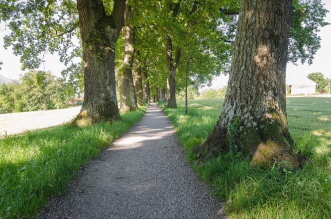 Die Kottmüller-Allee bei Murnau