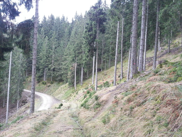 Einstieg zum Gipfelsteig (roter Punkt)