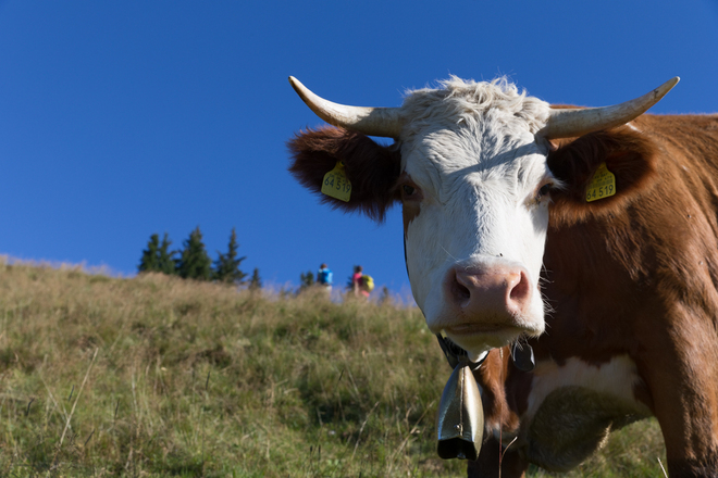 Meditationsweg Ammergauer Alpen - am vorderen Hörnle