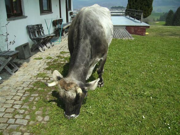 Unsere Kühe haben Hörner