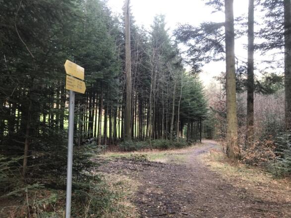 Terrainkurweg am Högl