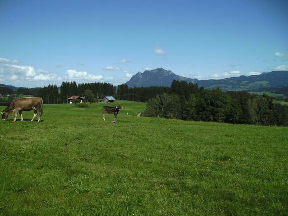 Blick Richtung Grünten_Biolandhof Schwegler