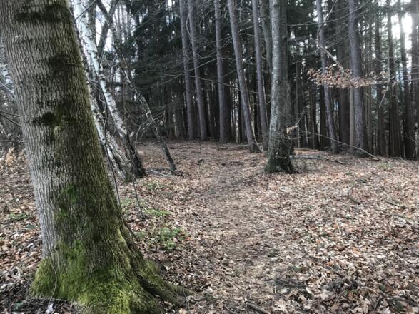 Terrainkurweg am Högl