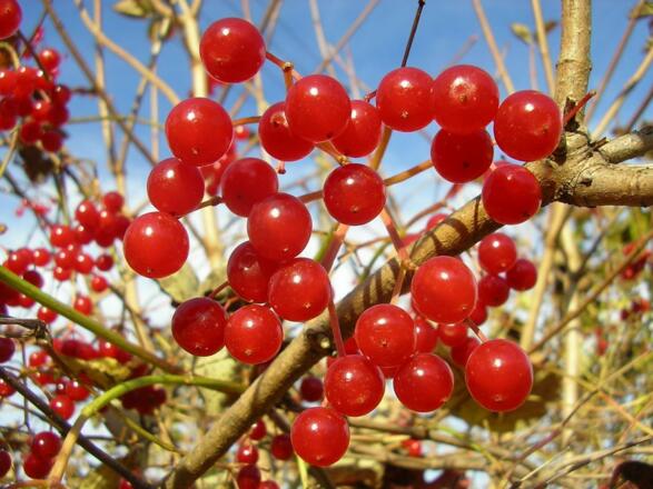 Vogelbeere