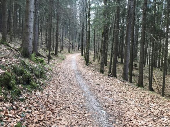 Terrainkurweg Bergblumengarten Piding