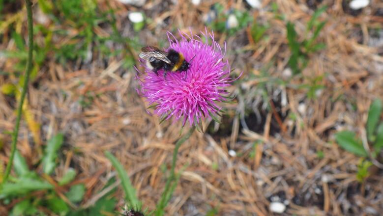 Alpendistel mit Hummel, Abstieg Braunedel um 1800m