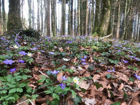 Terrainkurweg Bergblumengarten Piding