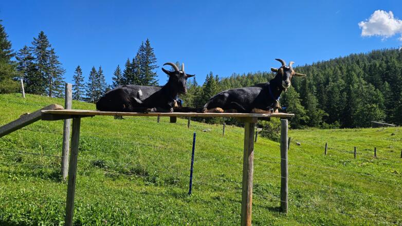 Illingerbergalm