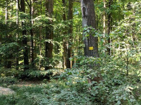 Unterwegs auf dem Wanderweg Nr. 16 zwischen Riedenburg und Kloster Weltenburg