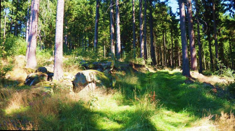 Wiesenweg, von 850 m bis 890 m zum Jagastand