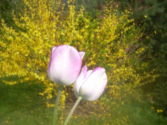 Frühling in Neukirchen