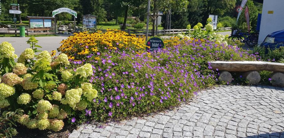 Blühwiese am Trinkbrunnen in Kreuth