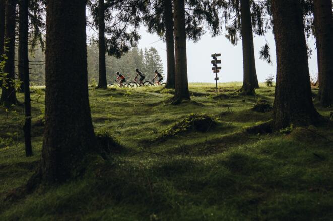Mountainbiker fahren bei einer Baumgrenze