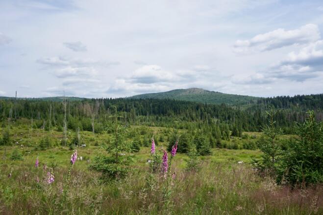 Blick zum Steindlberg vor der Grenz