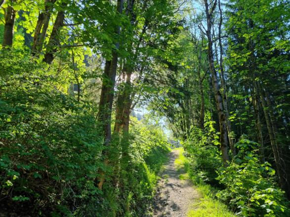 Durch den Wald entlang des Wäldletobel-Weges