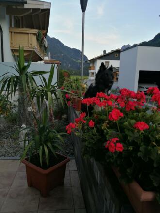 unser Haushund Rocky