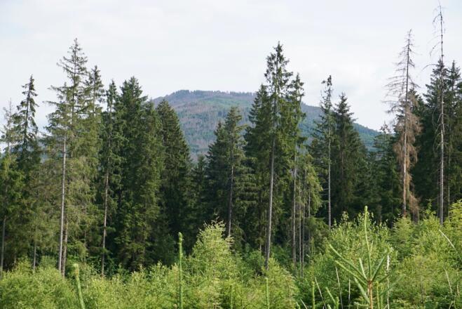 Großer Falkenstein vom Weg nach Spiegelhütte