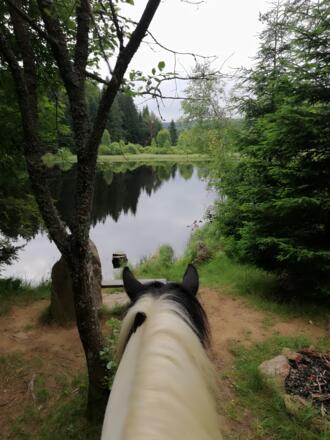 Horse in Harmony