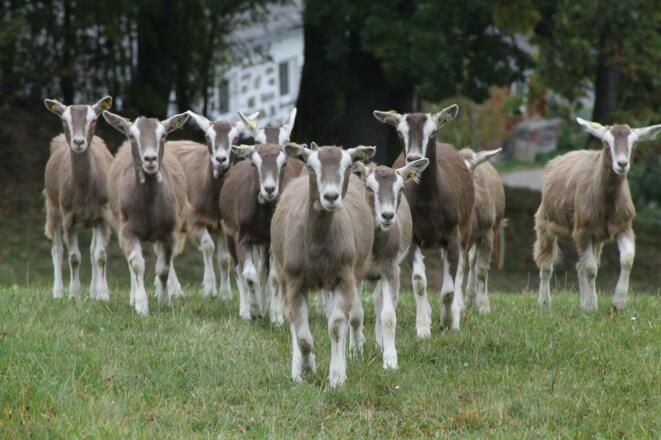 Bio Ziegenhof Holzmann