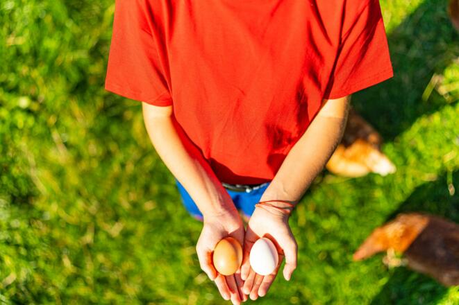 Täglich frische Eier von glücklichen Hühnern